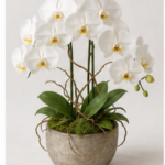 Orchid Arrangement