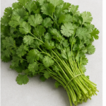 Fresh Coriander